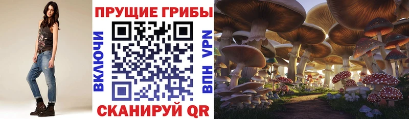 кракен онион  Славянск-на-Кубани  Галлюциногенные грибы Psilocybe 